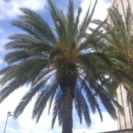 Beautiful palm trees in Orlando.